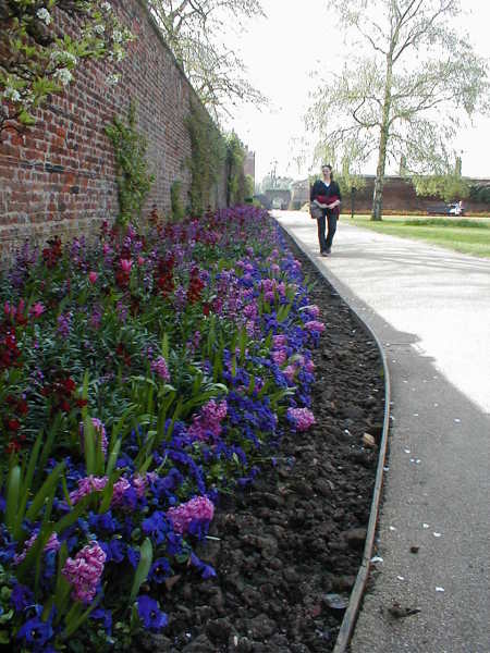 Zahrada v Hampton Court na fialovo