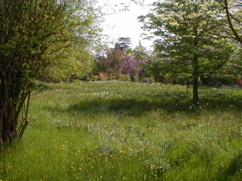 Zahrada v Hampton Court na divoko